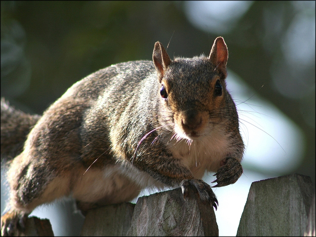 Evil bastard. (Image by Terri Heisele via sxc.hu)