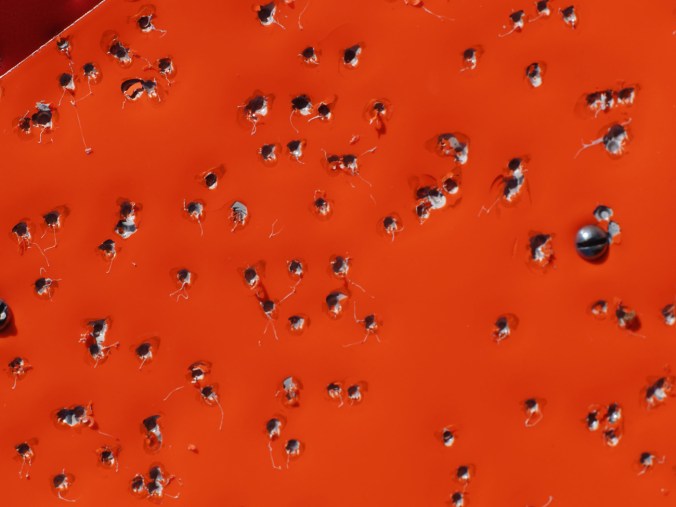 Example of shotgun shot pattern